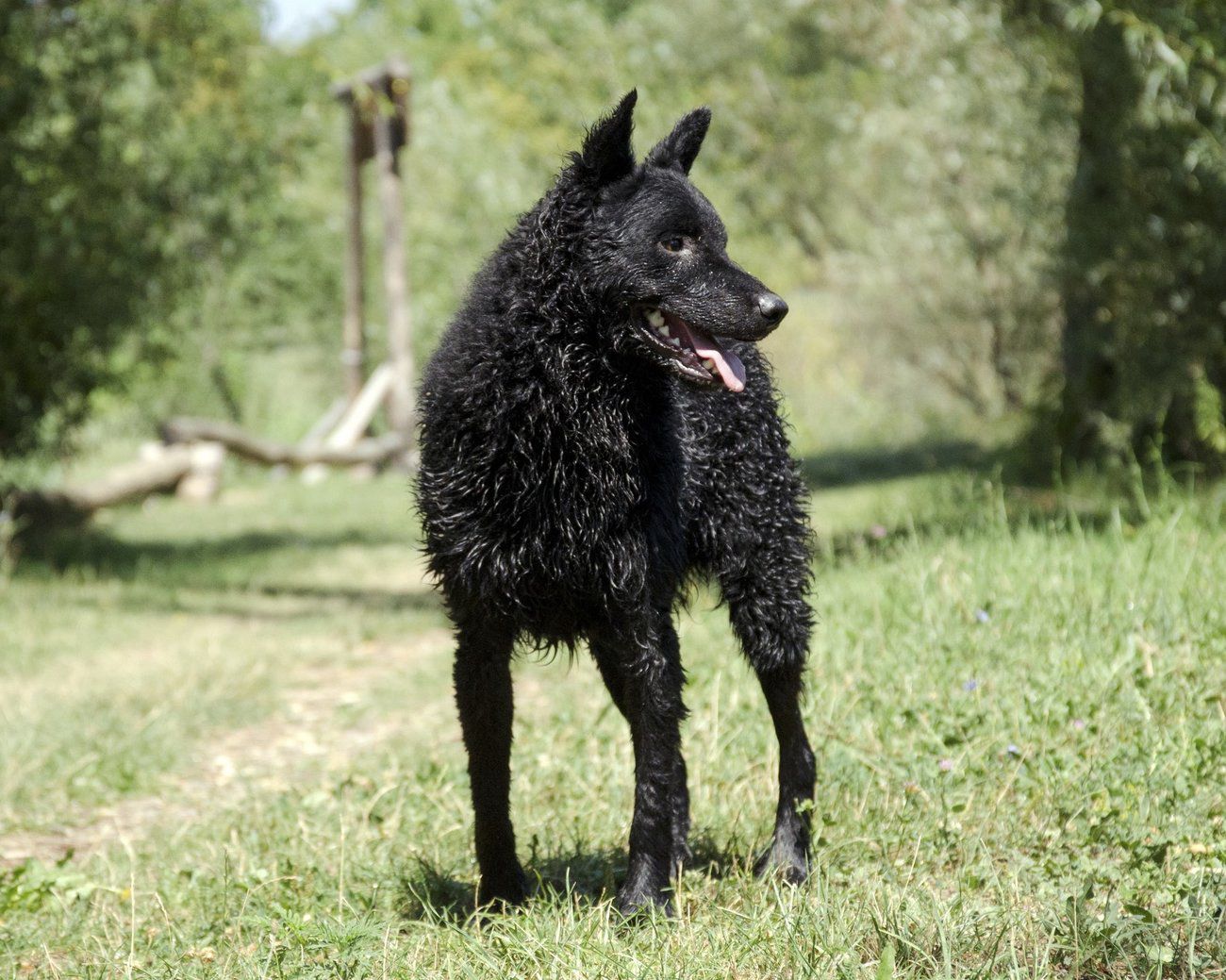 100% West-Aziatische dorpshond? : r/DoggyDNA, image size:1300x1039