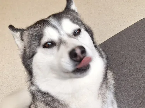 breeder profile image