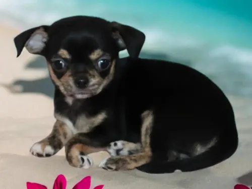 card-item-image