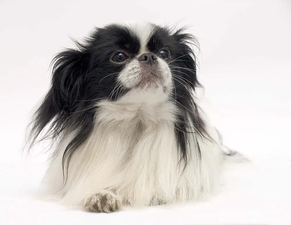 Группа хин. Японский Хин. Хин чаннирот. Порода японский Хин. Японский Хин черный.