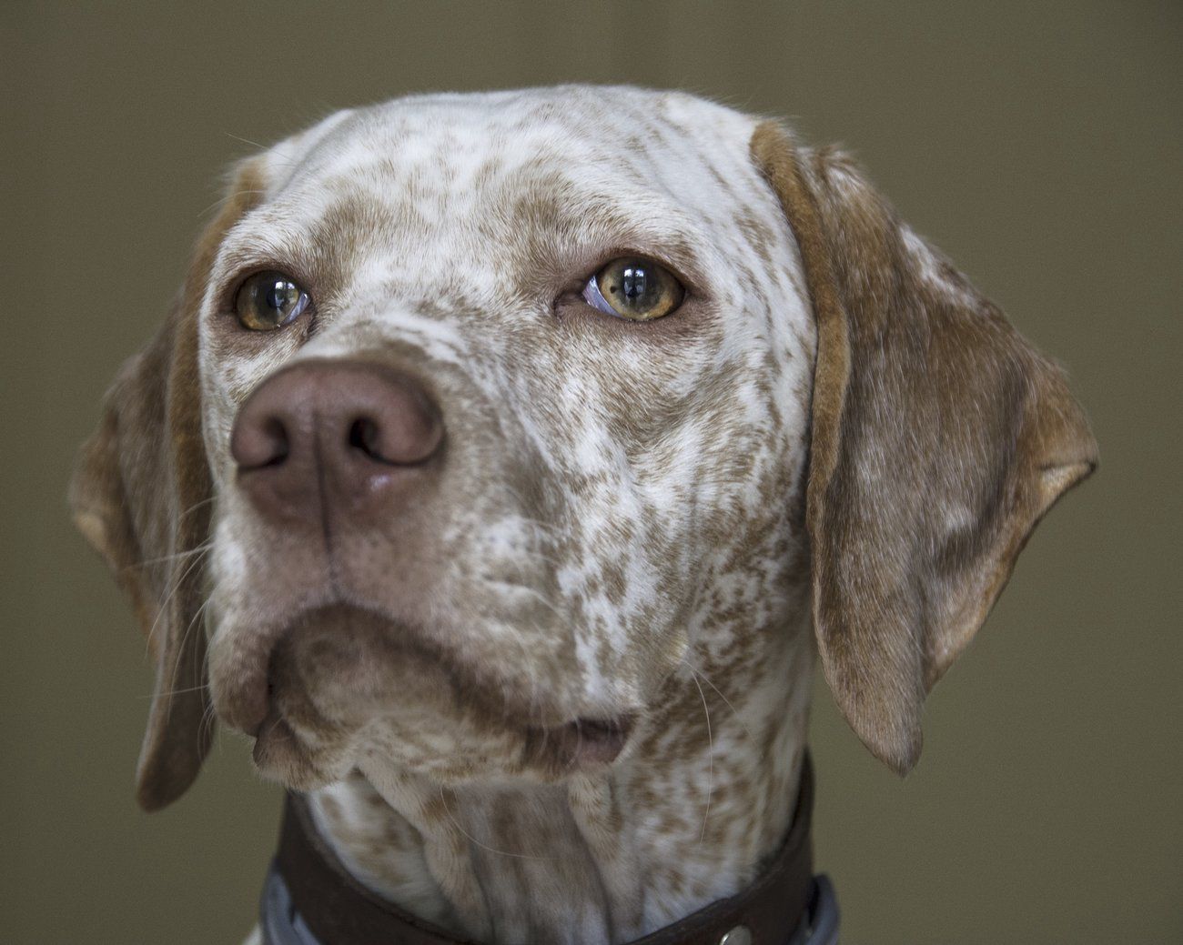 Het asiel zei dat Charlie een Anatolische Herder was, maar de  DNA-resultaten kwamen terug als 50% Belgische Herder, 38% Pyreneese  Berghond en 12% Duitse Herder! : r/DoggyDNA, image size:1300x1039
