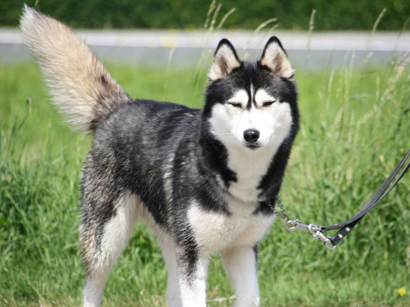 Fokker van Siberische Husky in België