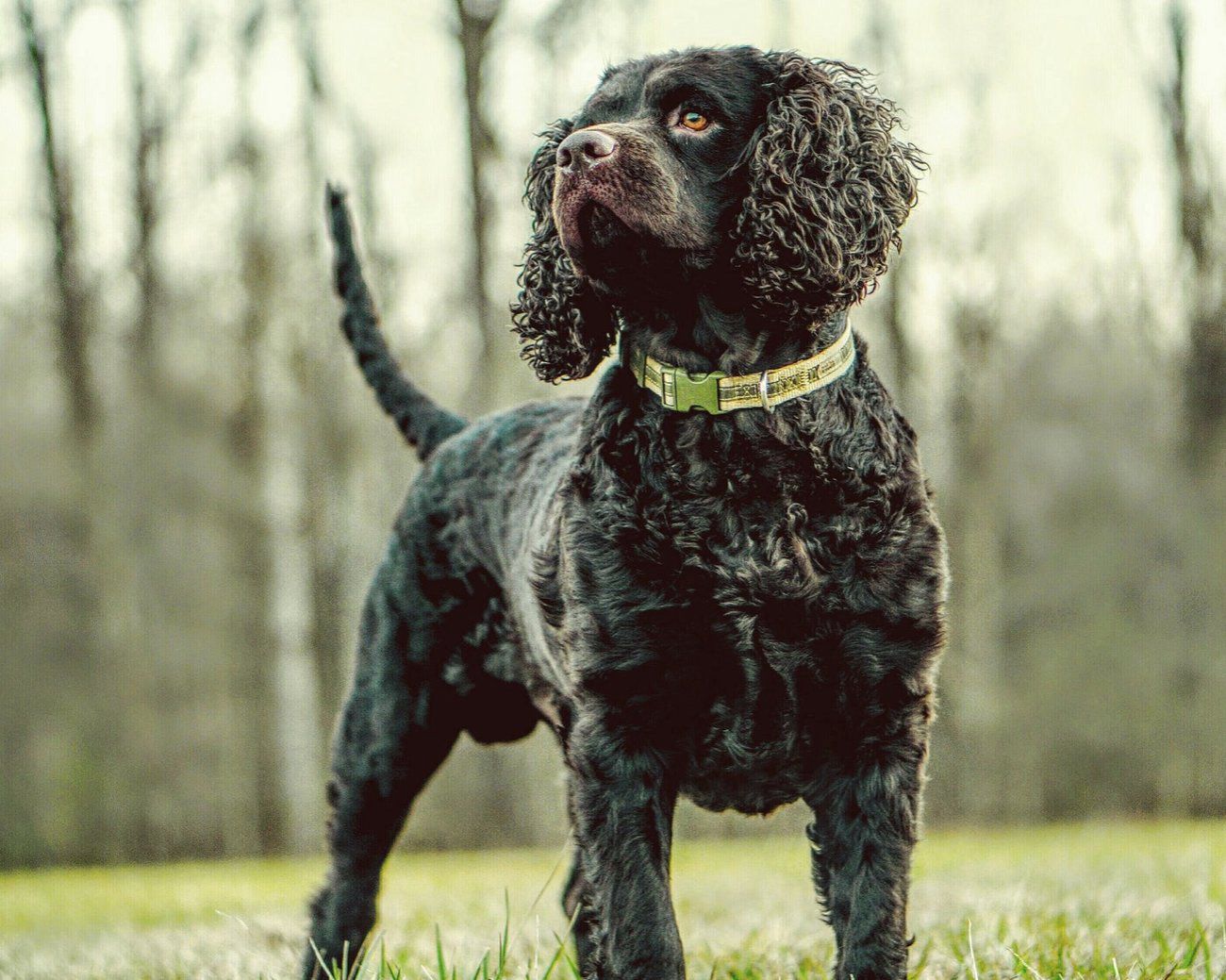 Handgemaakte leren Napolitaanse Mastiff-halsband met bont:  kruisvaarderkruis - Etsy België, image size:1300x1039