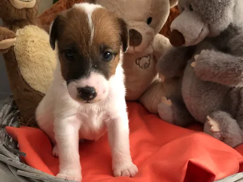 breeder profile image