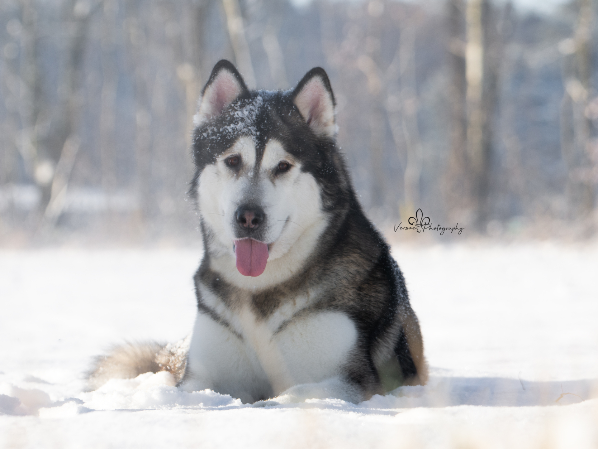 Chiots Malamute de l'Alaska en Belgique, image size:1920x1440