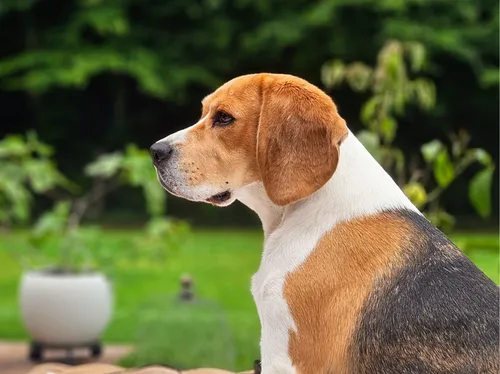Pin's Pour Chiens Jumeaux - Motif Terrier, Beagle, Berger, Chiot, Animal Vétérinaire