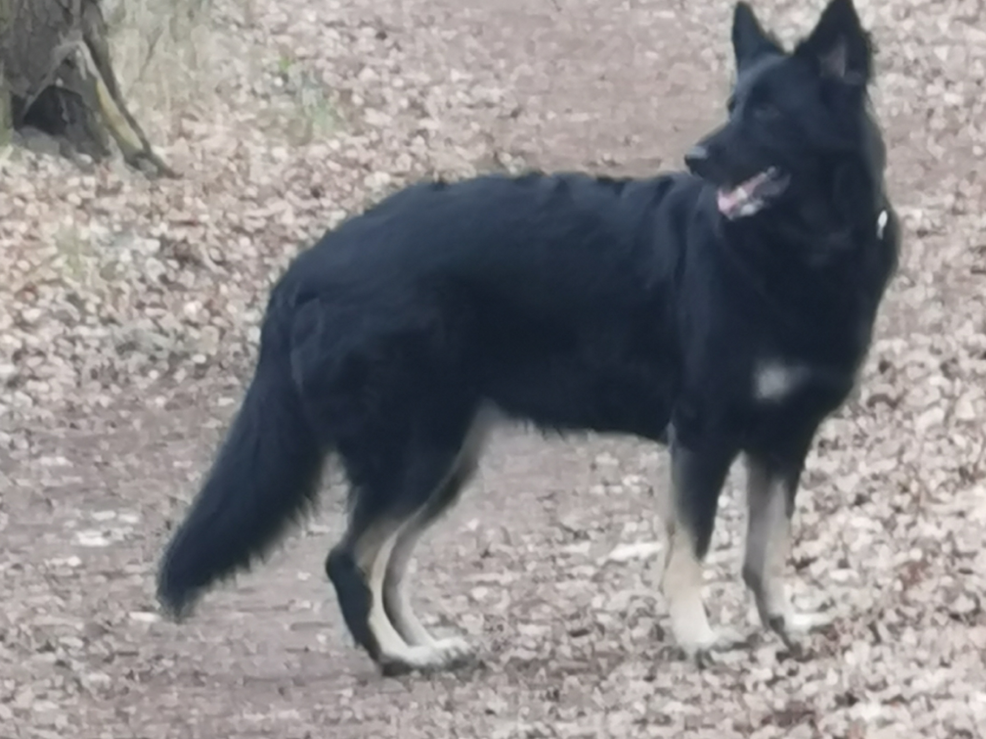 Nestje van Duitse Herder (Langstockhaar) in België, image size:1920x1440
