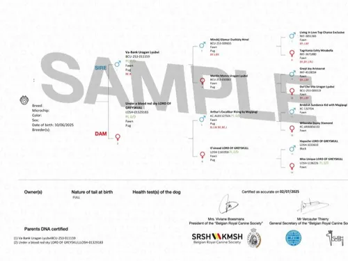 card-item-image