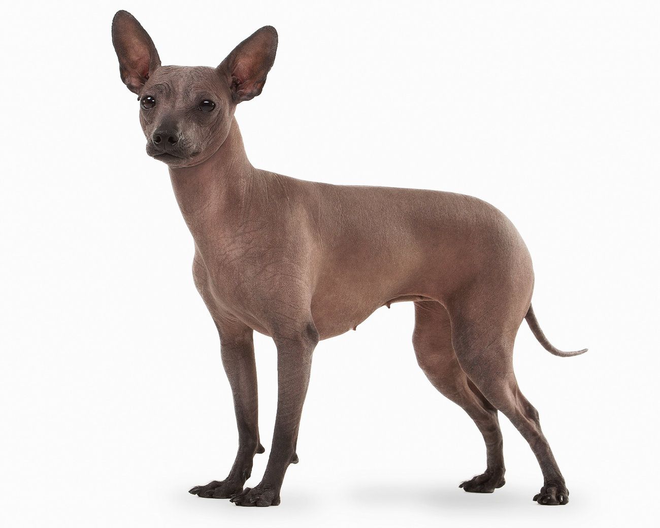 Because you need to adopt a Beagle | by George De Martini | Medium, image size:1300x1040