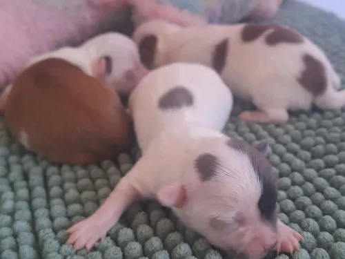 card-item-image