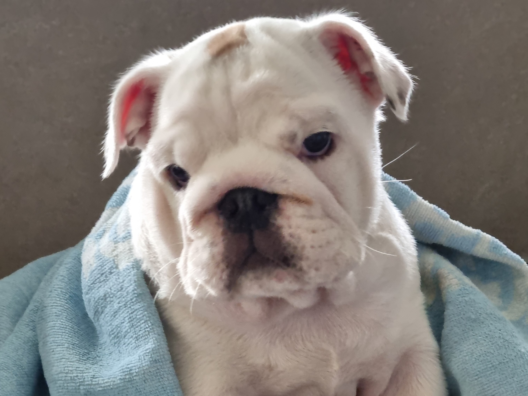 Standard du bouledogue français - Mon Bouledogue Français, image size:1824x1368