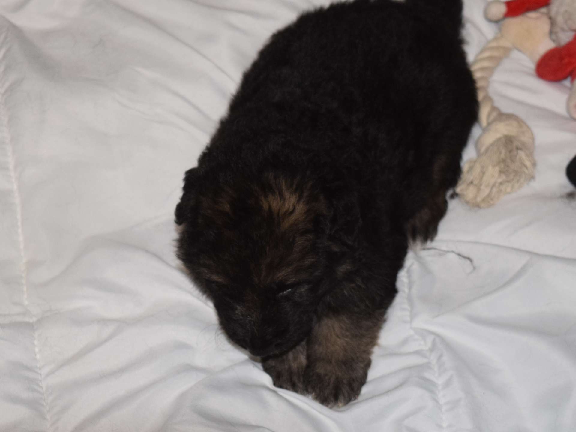 Dag 23: Voer, voer en nog meer voer! – (Oud-)Duitse Herder kennel YARA-hof, image size:1920x1440