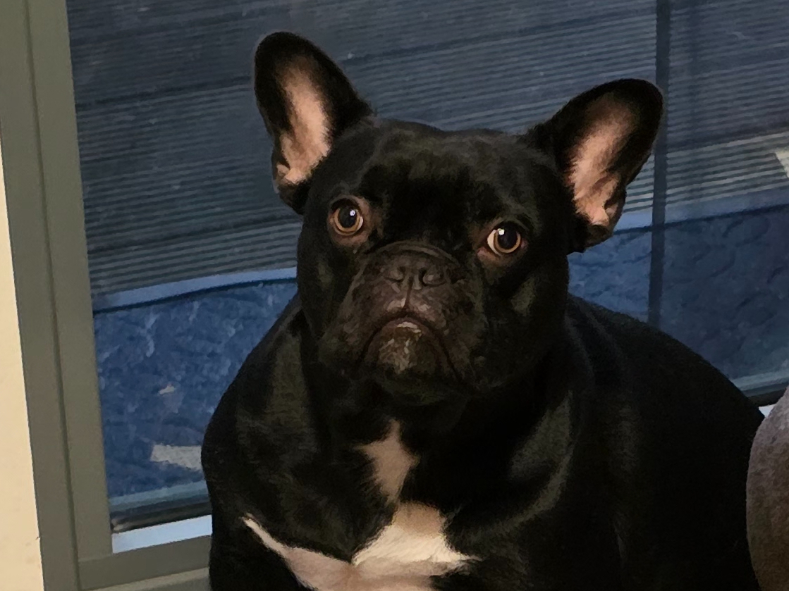 Französische Bulldogge schwarz und gestromt Farbe Nahaufnahme Porträt. ein  junger Hund auf einem Hintergrund von grünem Gras 10211216 Stock-Photo bei  Vecteezy, image size:1119x839