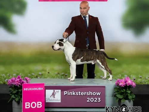 card-item-image