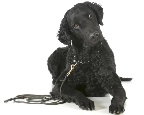 Retriever à poil bouclé