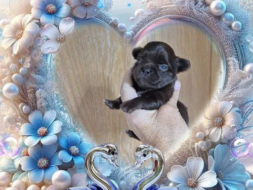 card-item-image