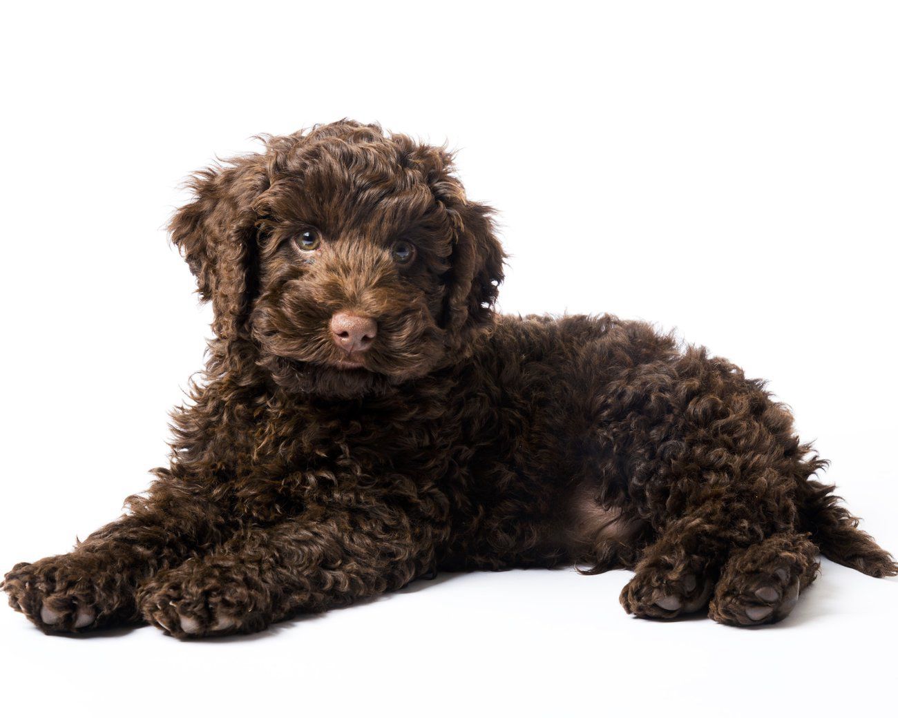 Élevages Labradoodle Belgique, image size:1300x1040