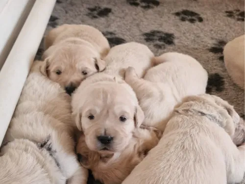 card-item-image