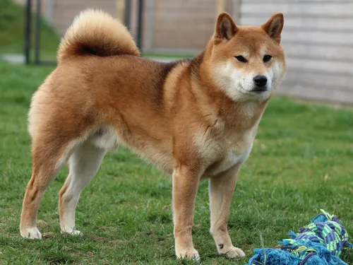 card-item-image