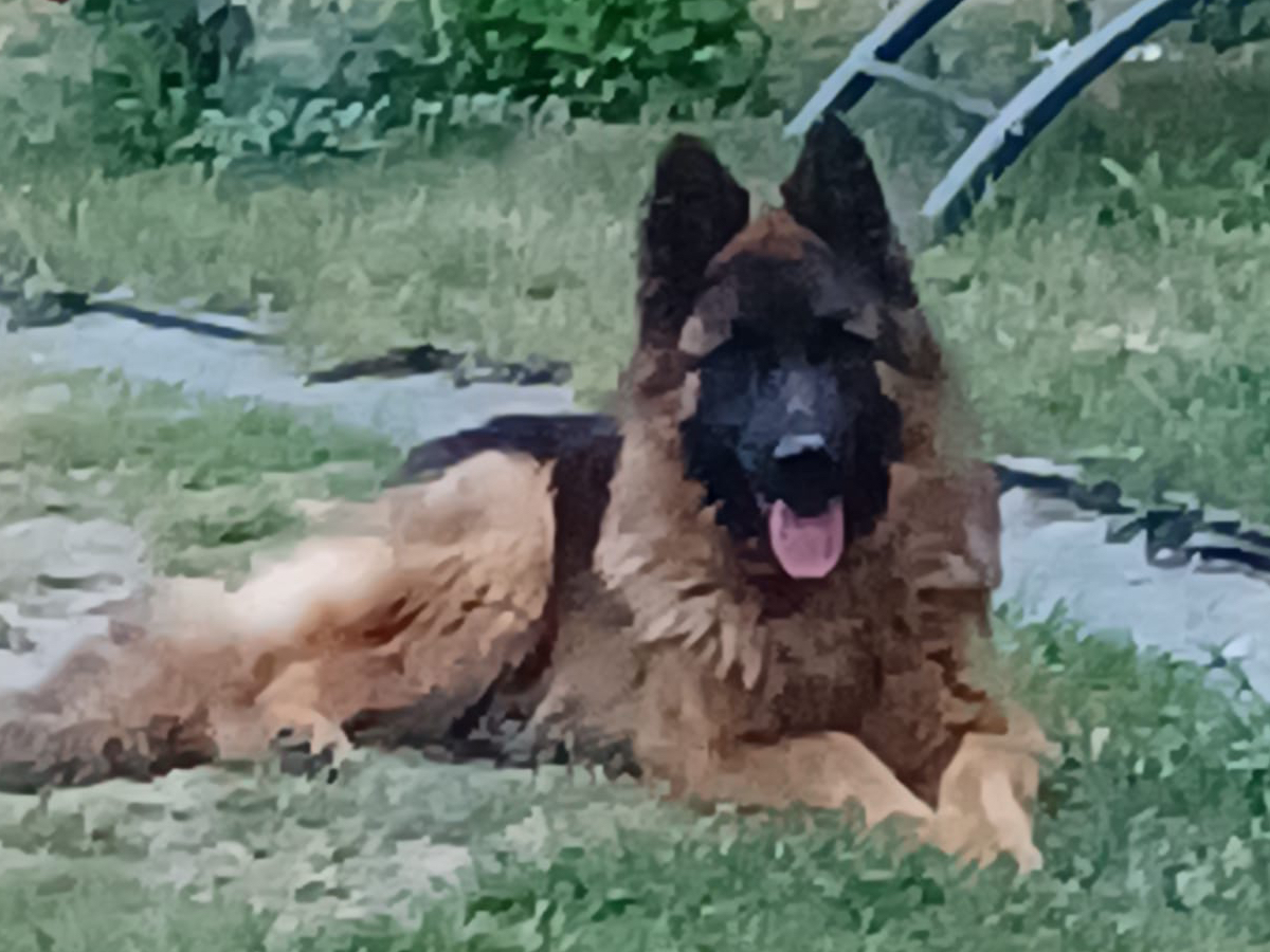 energiek Duitse herder puppy rennen door een groen veld- gedurende een warm  voorjaar dag. ai generatief 27717991 stockfoto bij Vecteezy, image size:1200x900