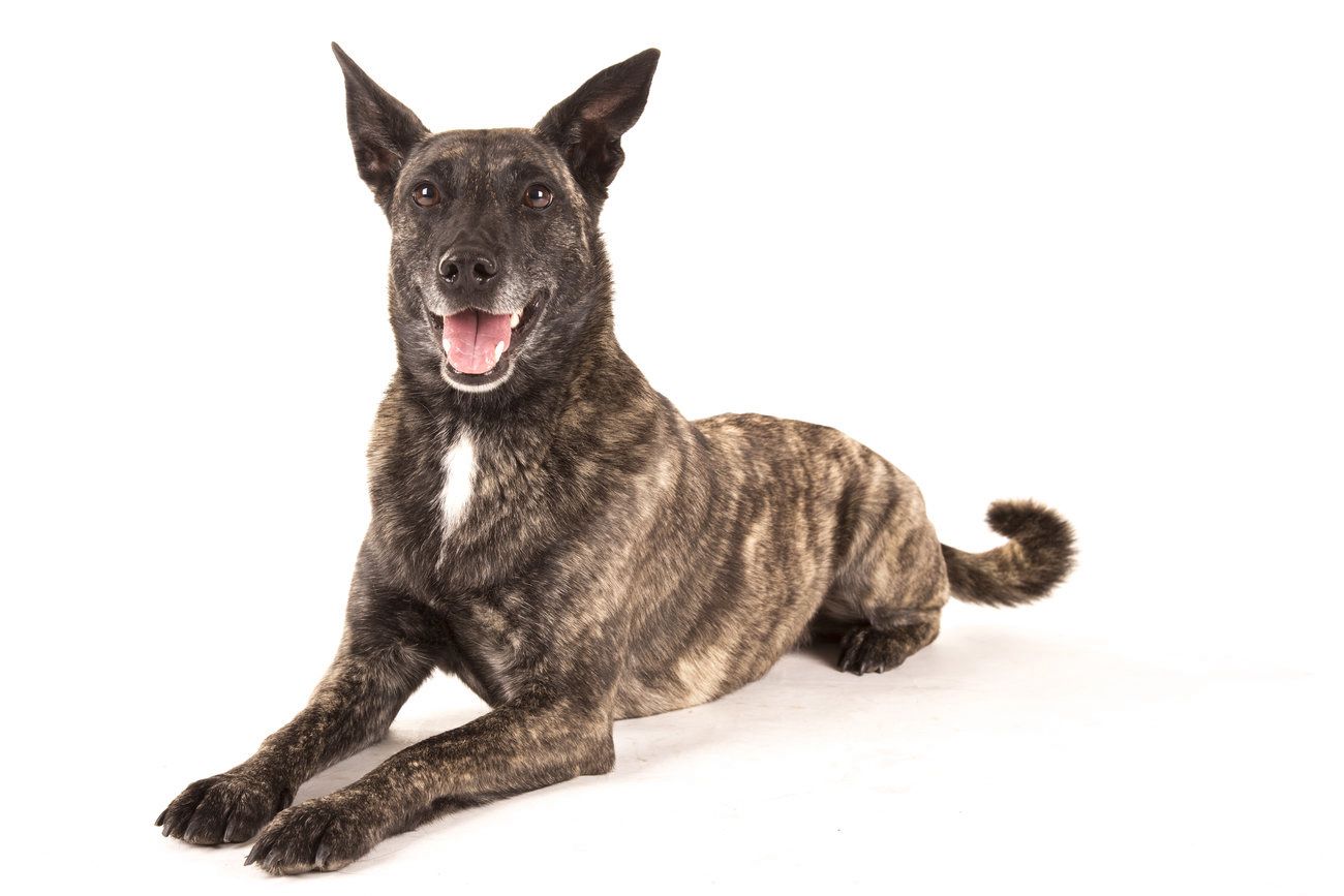 Puppy kopen? Bazoeki - Pups van goede fokkers | Bazoeki, image size:1300x867