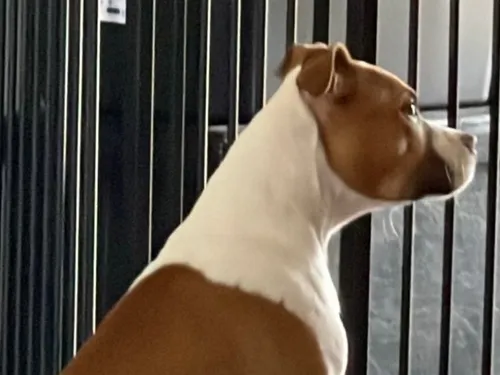card-item-image